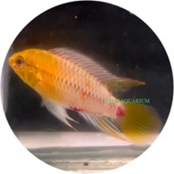 Apistogramma 2024 hongsloi care